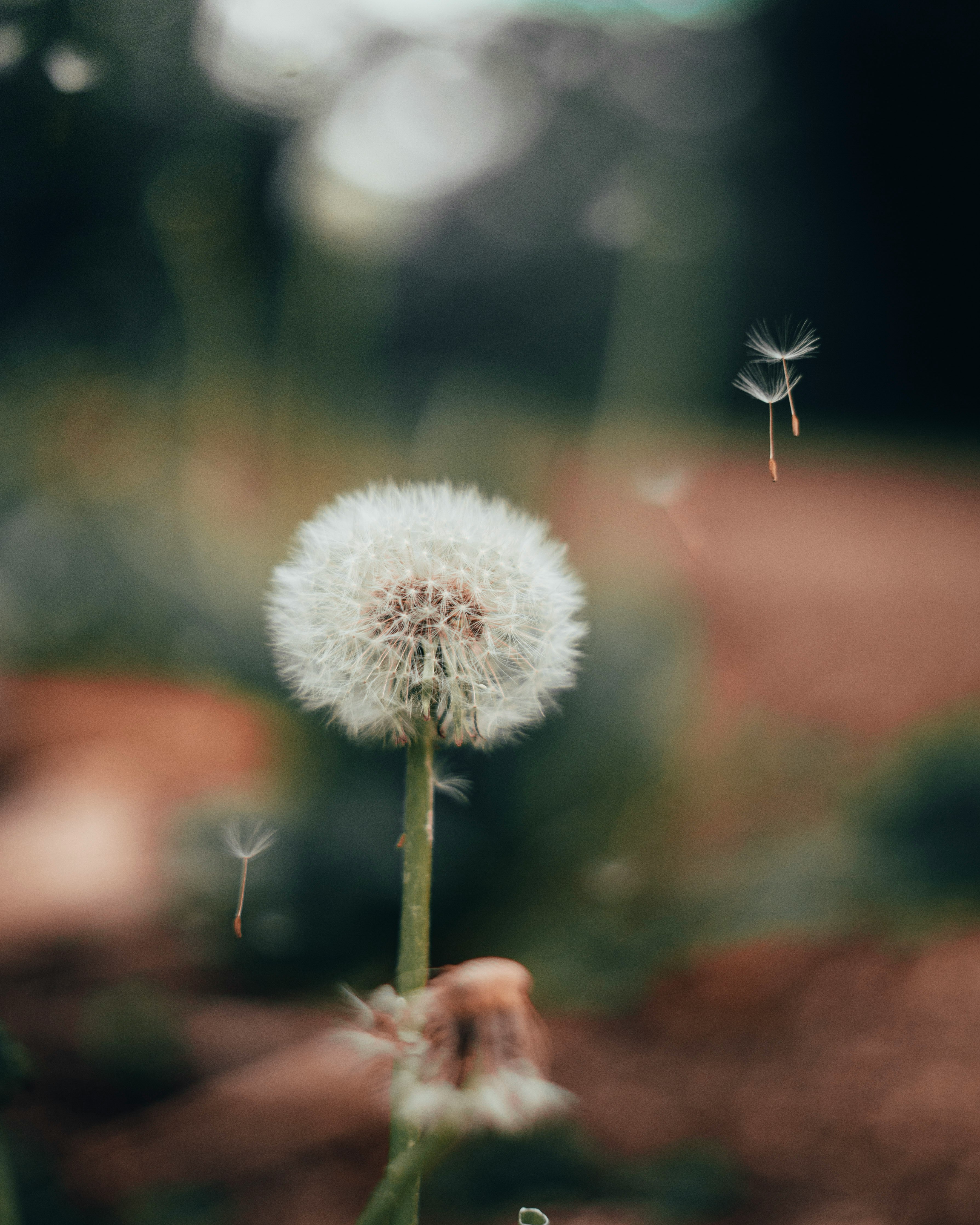 white dandelion in close up photography